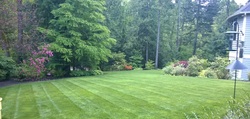 Yard and lawn care services